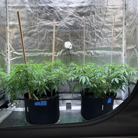 Lemon Pie Clone  growlog timeline photo