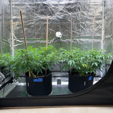 Lemon Pie Clone  growlog photo: Mild light burning 