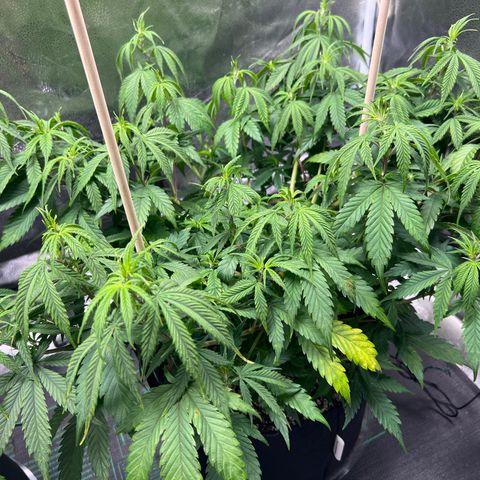 Lemon Pie Clone  growlog photo: Mild light burn.  See environment note for today 
