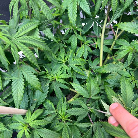 Lemon Pie Clone  growlog photo: Mild light burn.  See environment note for today 