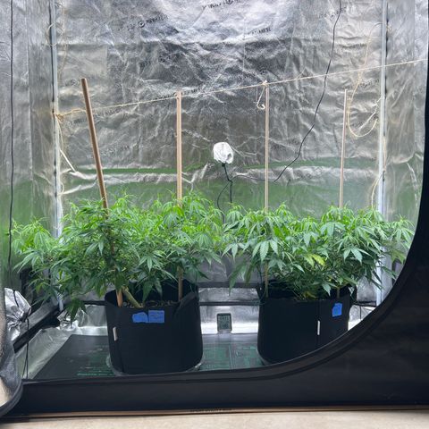 Lemon Pie Clone  growlog photo: Still growing.  Hoping the light correction will pick up the pace a bit 