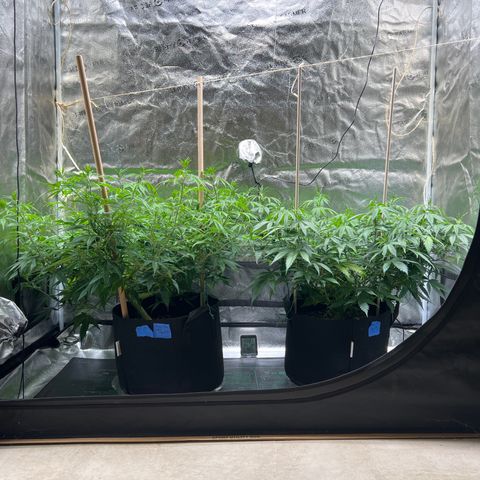 Lemon Pie Clone  growlog photo: 39” from the lights.  Some evidence of light burn on both plants but I think the light intensity (now set to 4.5 for 20.33 hours) is ok