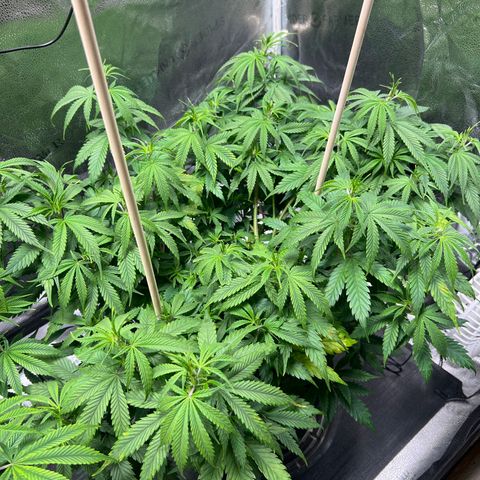 Lemon Pie Clone  growlog photo: Grade B due to modest light burn