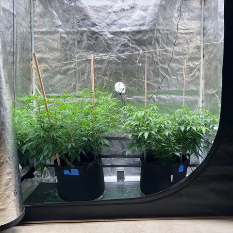 Lemon Pie Clone  growlog photo: Very close to transition 