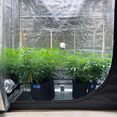 Lemon Pie Clone  growlog photo: After supercropping the Cherry Blossom.  Cherry is now 39” from the lights, Lemon is 41”