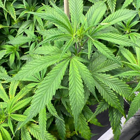 Lemon Pie Clone  growlog photo: Roughly same height as Cherry Blossom light burned leaves, but significantly less.  Only see a teeny bit at the leaf tips 