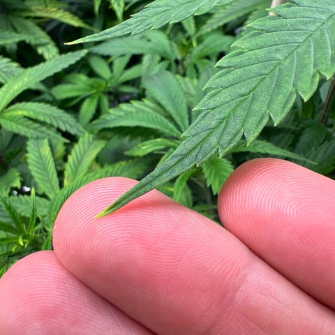 Lemon Pie Clone  growlog timeline photo