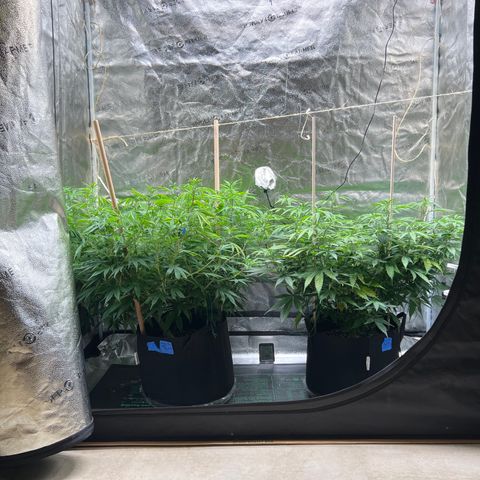 Lemon Pie Clone  growlog photo: I’d put them to flower now (lollipop rather) but I want to finish this nute batch first.  Less than a week away…