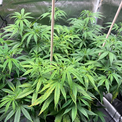 Lemon Pie Clone  growlog photo: Handling the lights better at 39” canopy with brightness of 4