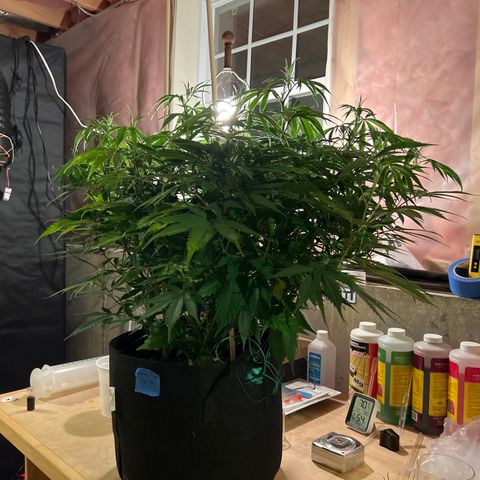 Lemon Pie Clone  growlog photo: Before lollipoping 