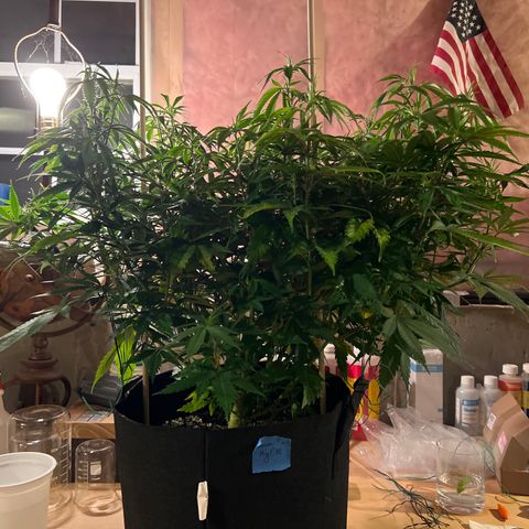 Lemon Pie Clone  growlog photo: Before lollipoping 