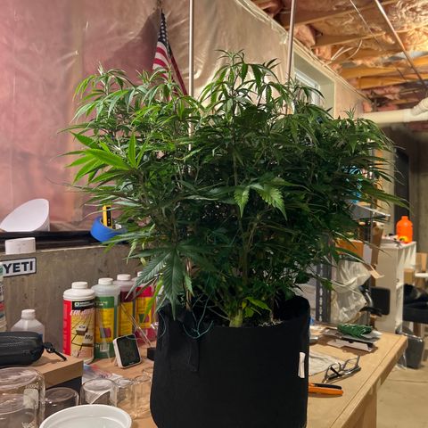 Lemon Pie Clone  growlog photo: Before lollipoping 