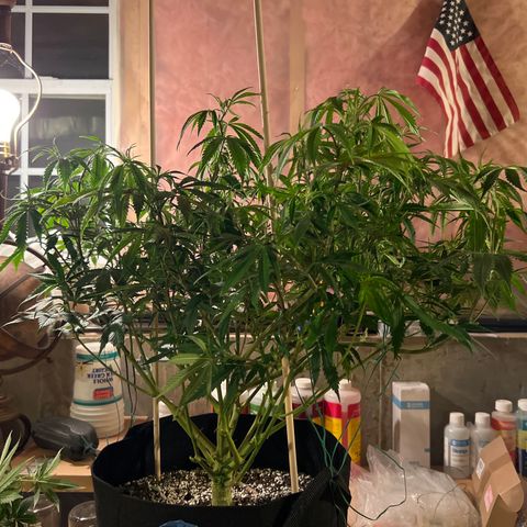 Lemon Pie Clone  growlog photo: After lollipoping 