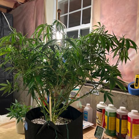 Lemon Pie Clone  growlog photo: After lollipoping 