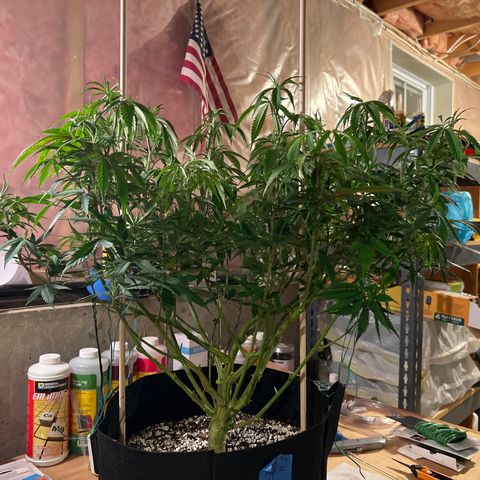 Lemon Pie Clone  growlog photo: After lollipoping 
