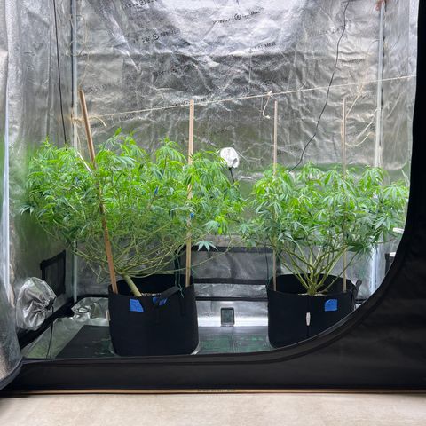 Lemon Pie Clone  growlog timeline photo