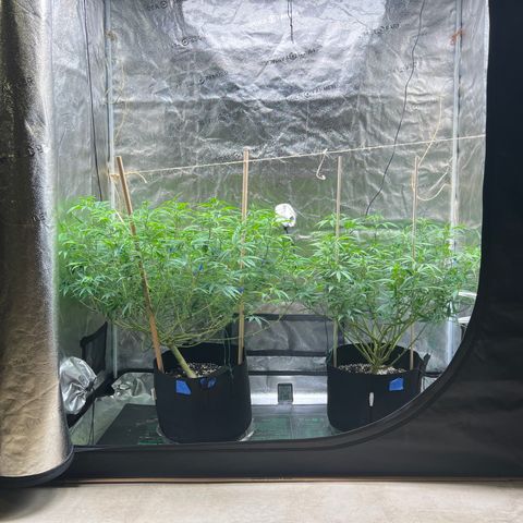 Lemon Pie Clone  growlog photo: Took to lollipoping ok.  Putting to flower tonight 