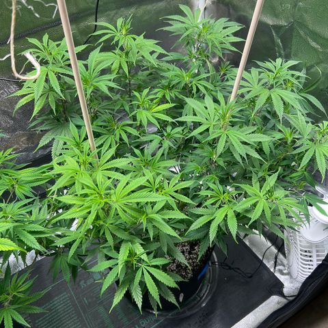 Lemon Pie Clone  growlog timeline photo