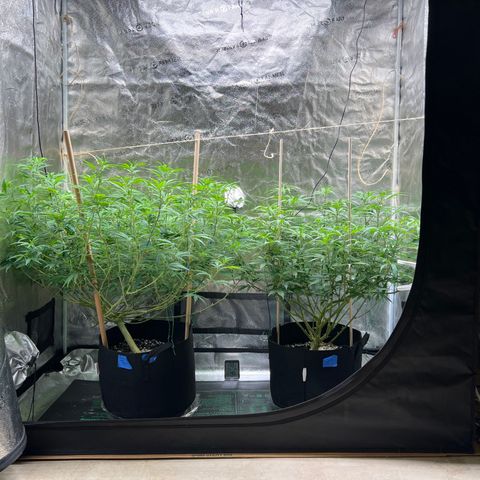 Lemon Pie Clone  growlog timeline photo