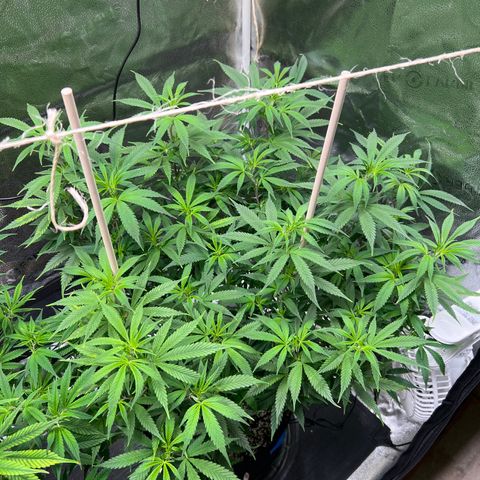 Lemon Pie Clone  growlog timeline photo