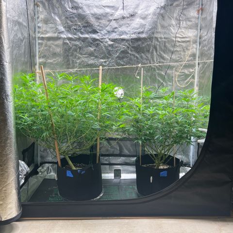 Lemon Pie Clone  growlog photo: Stretching as expected.  Doing good with the light too. No praying and leaf color on new growth is ok, especially on the Lemon Pie 
