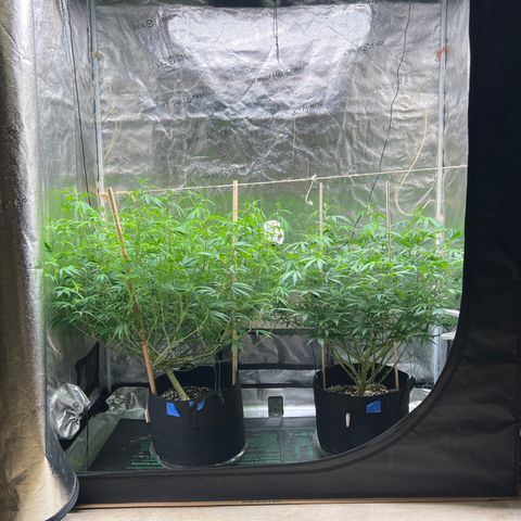 Lemon Pie Clone  growlog photo: Looking good.  Working well with light.  New growth on both plants looks nice!