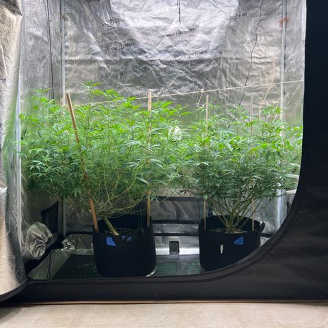 Lemon Pie Clone  growlog timeline photo