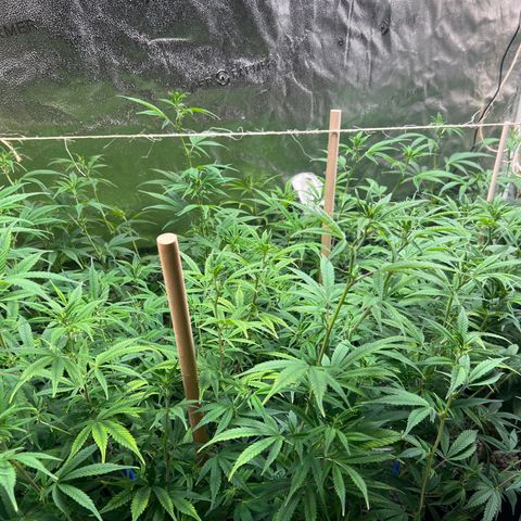 Lemon Pie Clone  growlog timeline photo