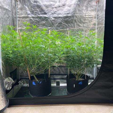 Lemon Pie Clone  growlog photo: Lookin good.  Color is great, both plants are handling the light really well at 4.25