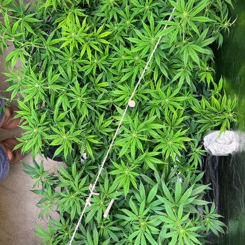 Lemon Pie Clone  growlog photo: That’s one full tent!