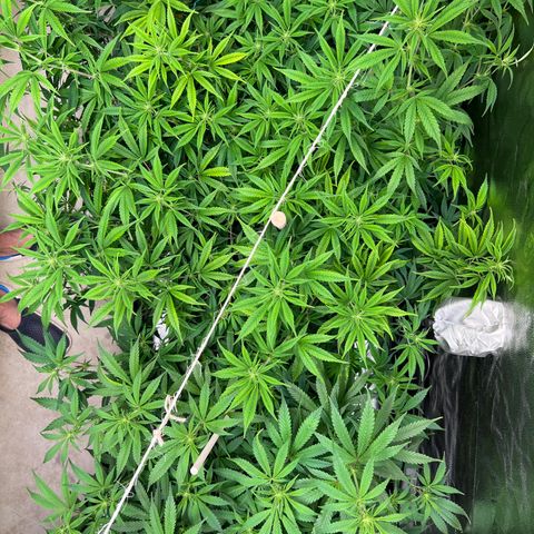 Lemon Pie Clone  growlog photo: That’s one full tent!