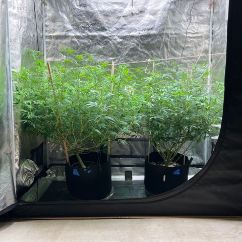 Lemon Pie Clone  growlog photo: That’s one full tent!
