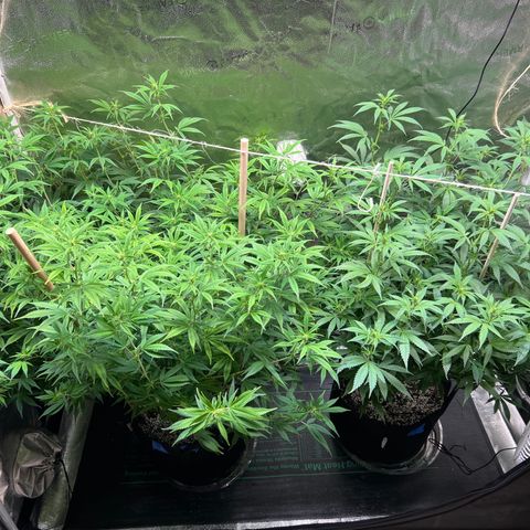 Lemon Pie Clone  growlog photo: That’s one full tent!