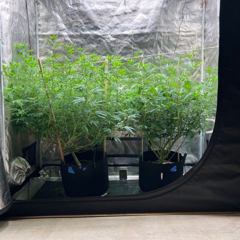 Lemon Pie Clone  growlog photo: Lookin’ awesome.  Keeping the lights at 4 for the moment 