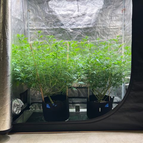 Lemon Pie Clone  growlog photo: Lookin awesome.  The lemon canopy is getting to be as high as the cherry 