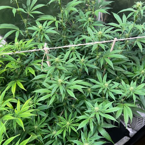 Lemon Pie Clone  growlog photo: Baller