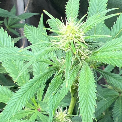 Lemon Pie Clone  growlog photo: Baller