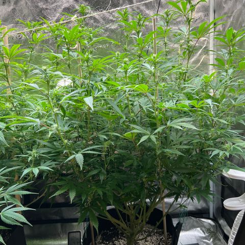 Lemon Pie Clone  growlog photo: Baller