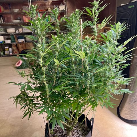 Lemon Pie Clone  growlog photo: Before 2nd defoliation 