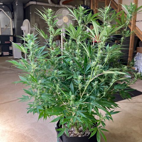 Lemon Pie Clone  growlog photo: Before 2nd defoliation 