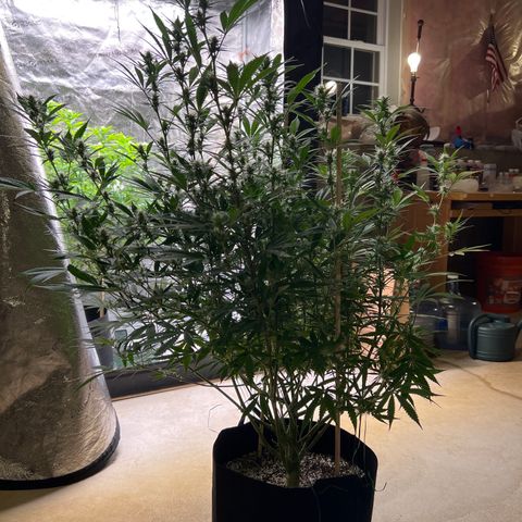 Lemon Pie Clone  growlog photo: Before 2nd defoliation 