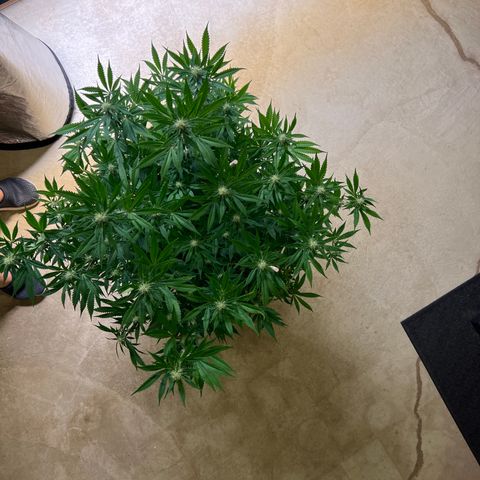 Lemon Pie Clone  growlog photo: Before 2nd defoliation 