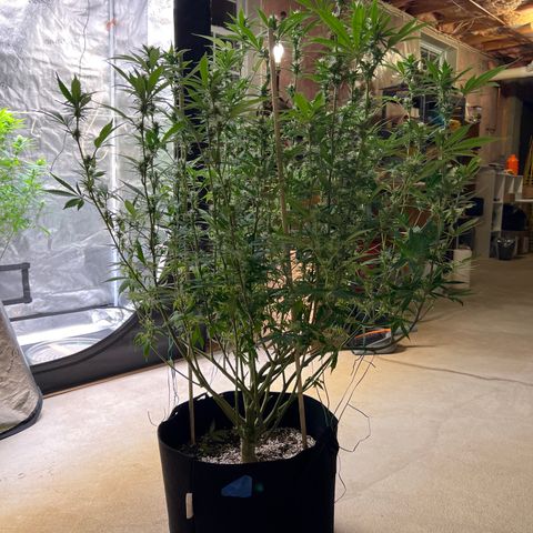Lemon Pie Clone  growlog photo: After 2nd defoliation.  Looking great!