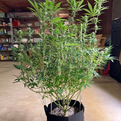 Lemon Pie Clone  growlog photo: After 2nd defoliation.  Looking great!