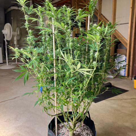 Lemon Pie Clone  growlog photo: After 2nd defoliation.  Looking great!