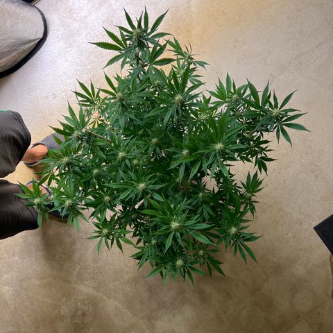 Lemon Pie Clone  growlog photo: After 2nd defoliation.  Looking great!