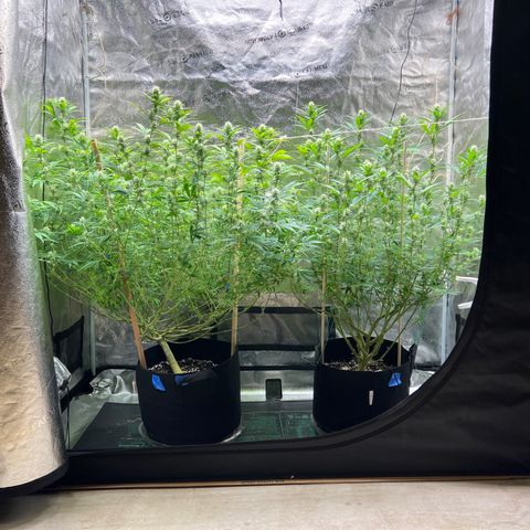 Lemon Pie Clone  growlog photo: Looking great at then end of flowering week 4 