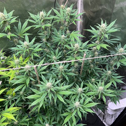 Lemon Pie Clone  growlog timeline photo