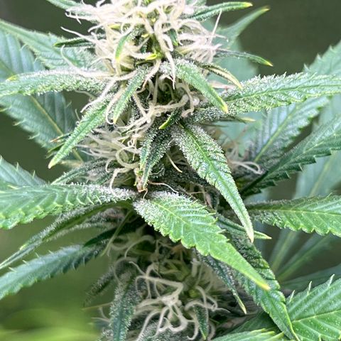 Lemon Pie Clone  growlog timeline photo