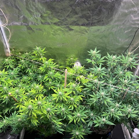 Lemon Pie Clone  growlog photo: Almost heart-shaped 
